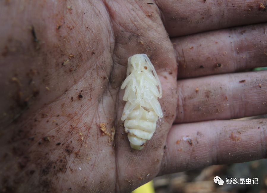 虫出江湖泸州古蔺县红龙湖一日游以及由此诞生的两个昆虫新物种