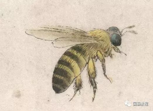 国画教程李晓明老师教你画草虫蜜蜂和牛蜂设色技法这篇都说全了