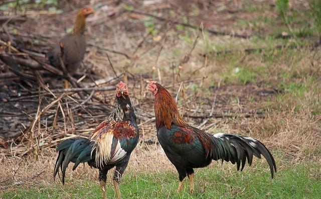 英国国王最喜欢的比赛项目斗鸡