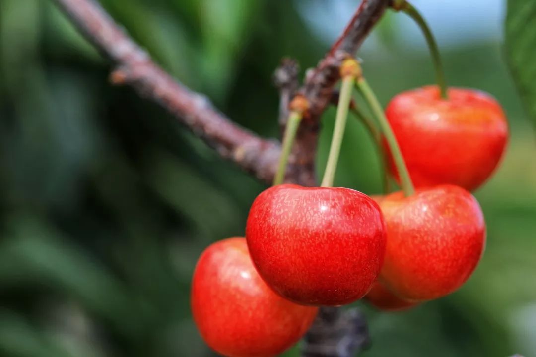 快来2019大连旅顺大樱桃节盛大开幕啦