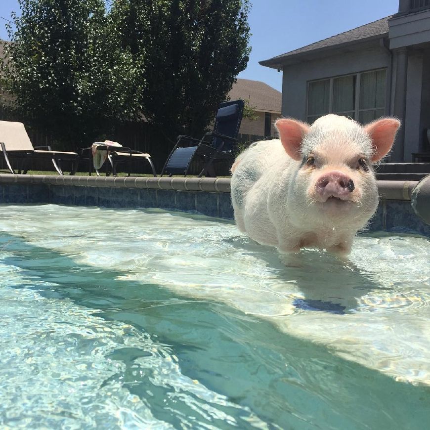 宠物猪看上去憨态可掬,还爱卖萌,但是饲养之前一定要做好心理准