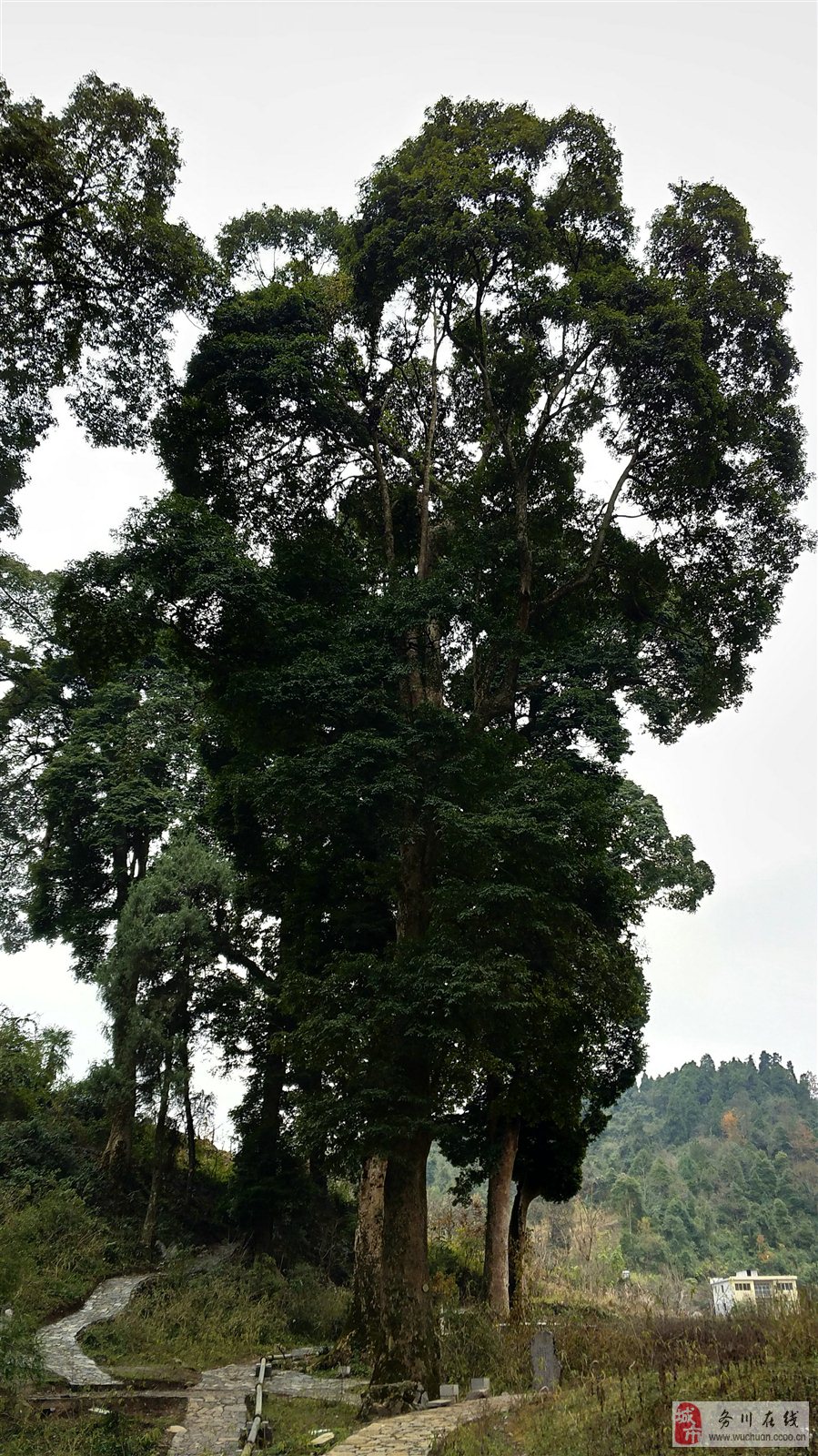 务川丰乐村共青桥香楠园古树群