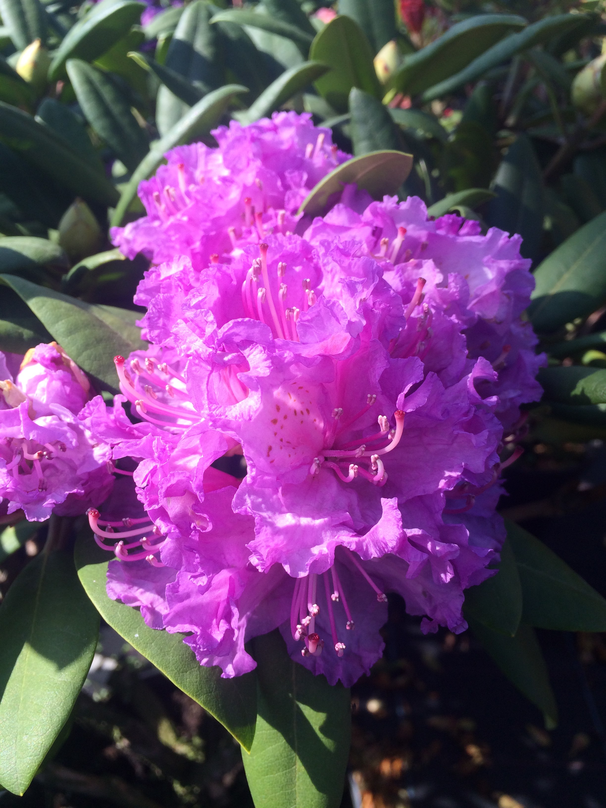 属:杜鹃花科 杜鹃属应用领域:观赏盆花,城市景观,旅游景区品种特性