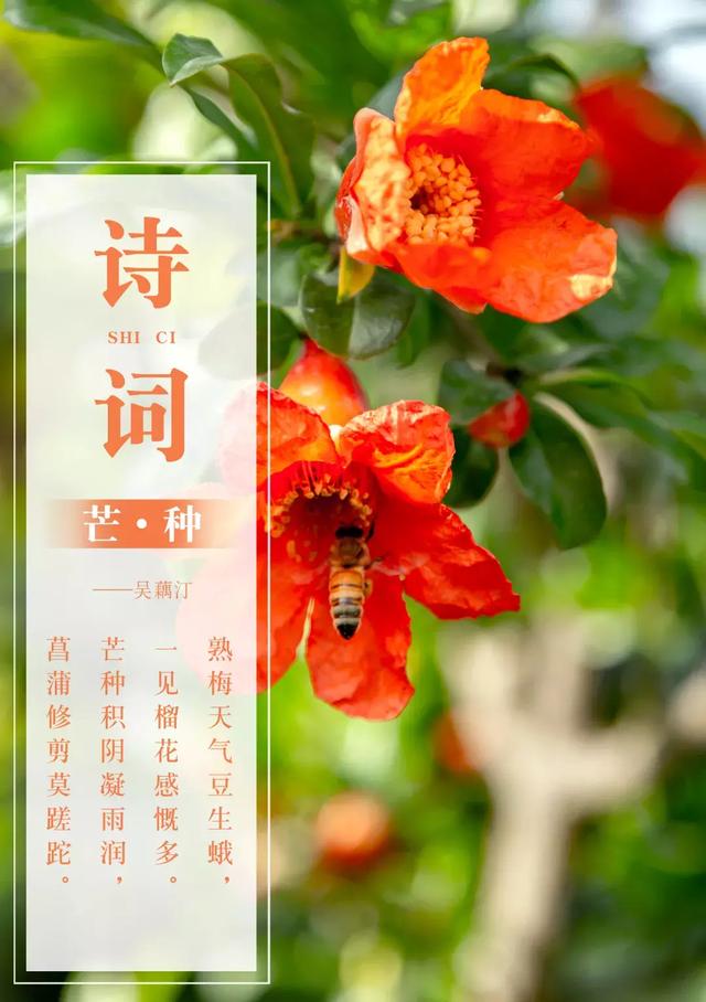 芒种吴藕汀图片