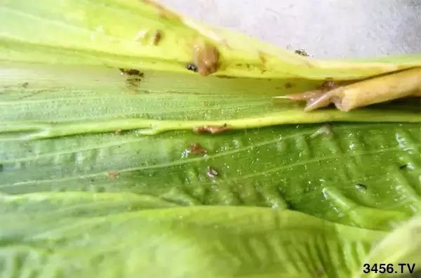 往往使玉米叶片发黄失绿,重者使玉米心叶卷曲成"牛尾巴"状畸形生长节