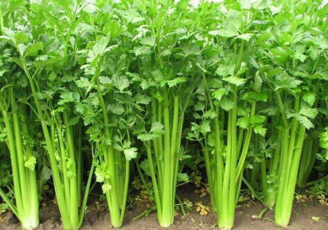 夏季芹菜培育方案增强芹菜植株抗病能力