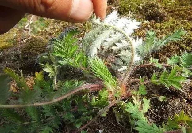 鸡腿根,鸡拔腿,天藕,叶下白