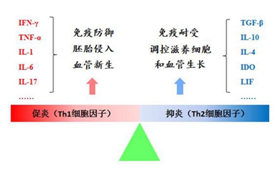 人体血液里有种细胞叫t细胞,根据功能不同分为3类,其中有一种叫辅助性