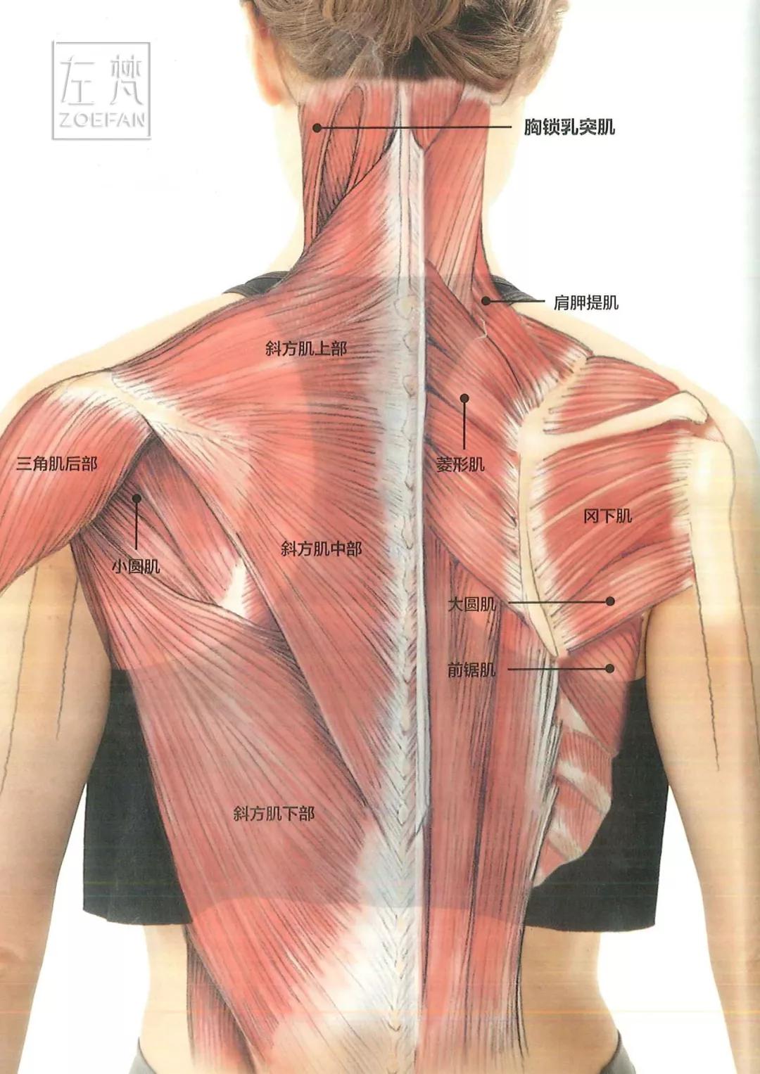 肩胛提肌的位置图片图片