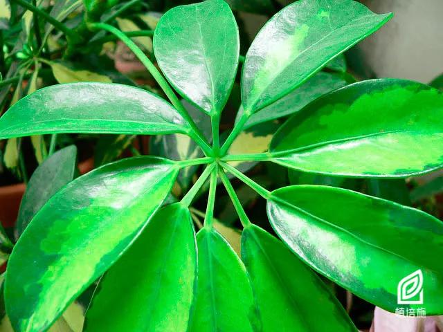 植培施非常好养的植物但是很多人叫错了名字学名叫鹅掌藤