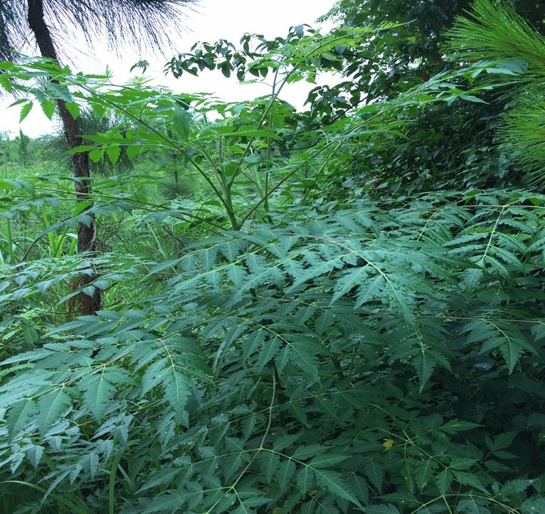 苦楝子树的叶和枝熬水,可止痒,只是不曾想原来还可用来包粽子和吓唬