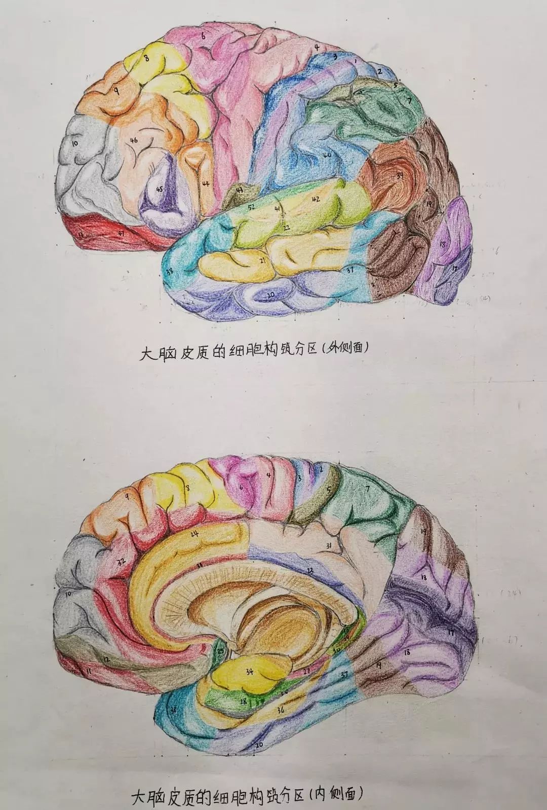 惊艳内蒙古医科大学学生手绘解剖图走红网友被学医耽误的灵魂画手