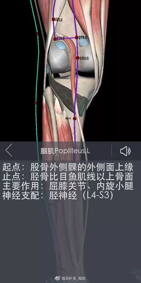 腘肌解剖示意图治疗在腘横纹外侧的委阳穴进针,斜向内下,三才针法刺至