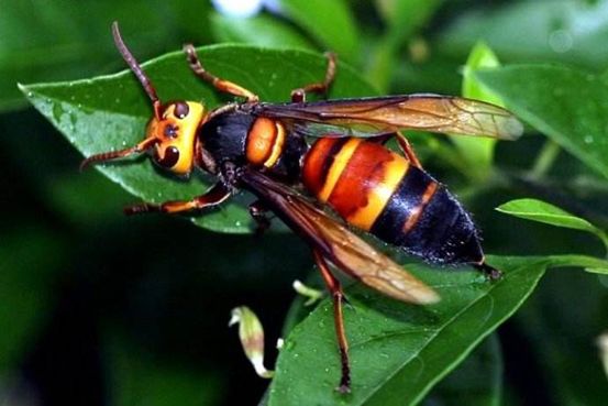 胡蜂和马蜂主要虫害户外如何识蛇虫,避蛇虫和蛇虫咬伤的应急处理知识