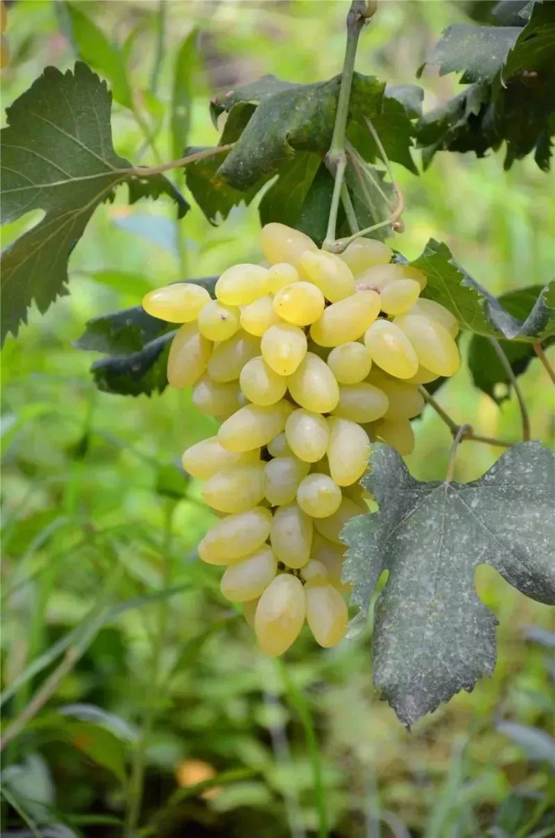 盘ta!罗定这个地方葡萄任性摘!还有一种你没吃过的口味……_素龙