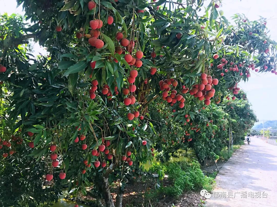 至目前,全镇荔枝种植面积发展到3.