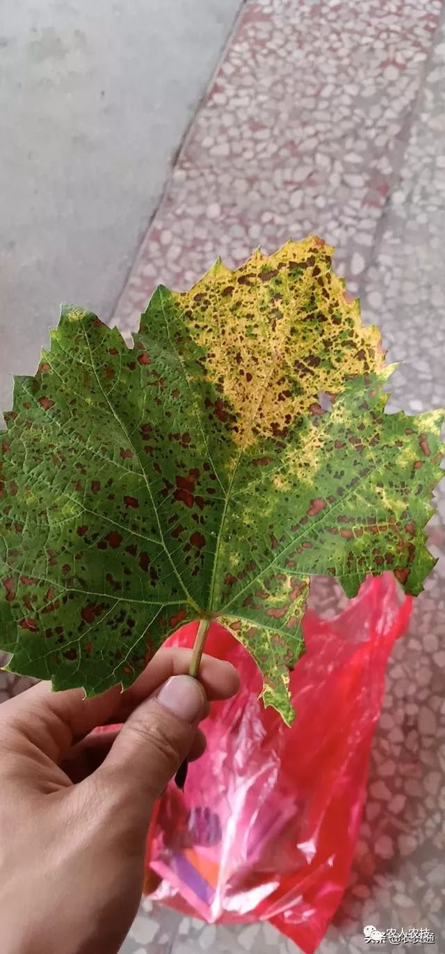 今年高温多雨,葡萄褐斑病提前爆发,注意早防早治