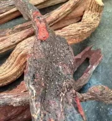 图解花梨公和花梨母