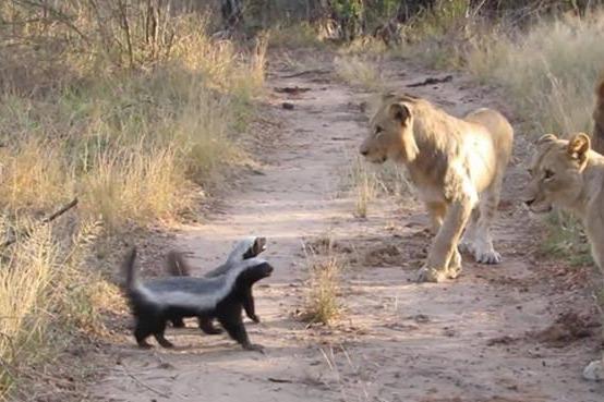 两只蜜獾遇到一群狮子结果狮子奈何不得蜜獾镜头拍下全过程