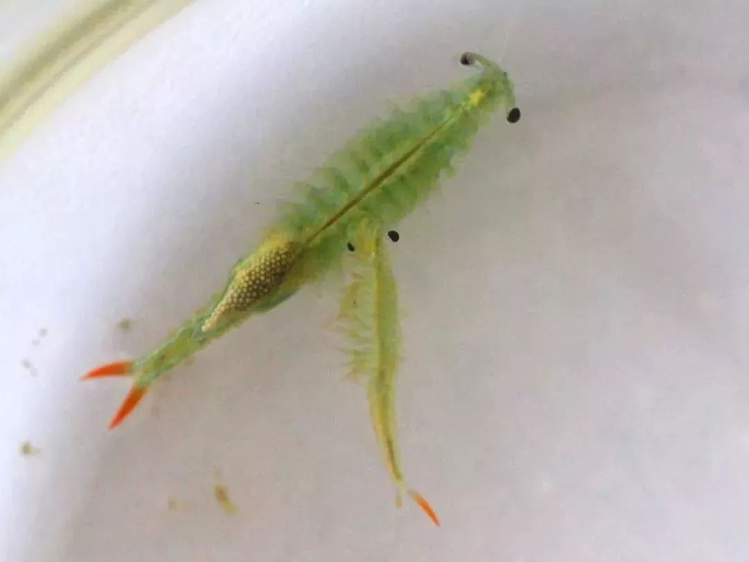 天府文化大家说从远古穿越而来的仙女仙女虾