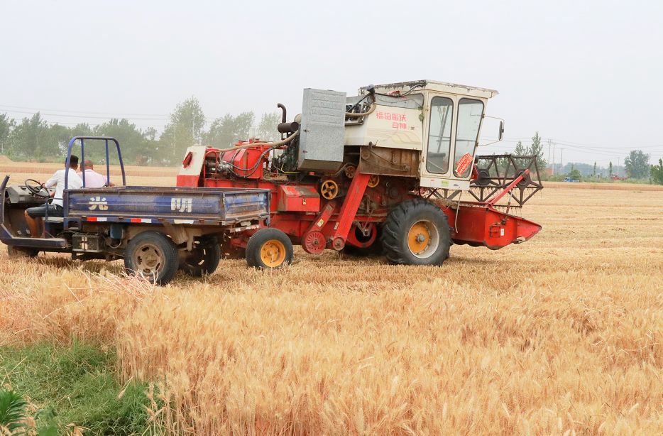又到一年割麦时直击丰县割麦现场恁家哩麦该割啦