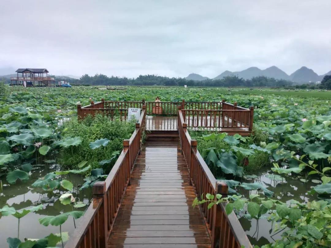 中渡祥荷乡韵的荷花开了