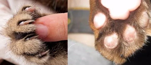 请抵制残忍的"去爪手术"!_猫咪