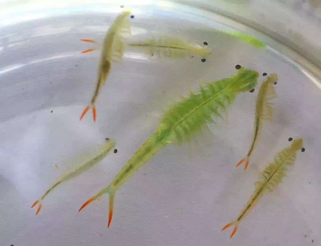 天府文化大家说从远古穿越而来的仙女仙女虾