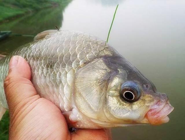 风雨无阻去钓鱼天公作美鲫鲤抱团上钩