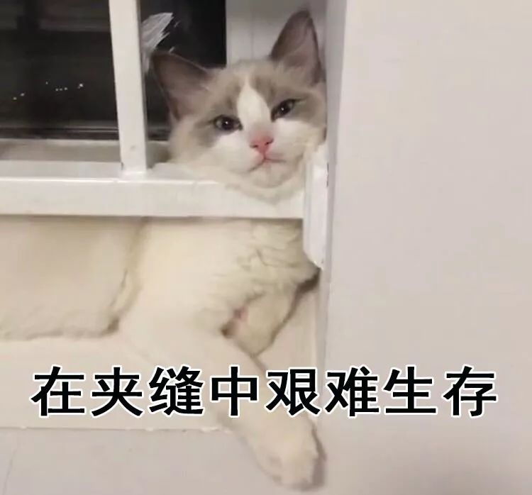 爪爪