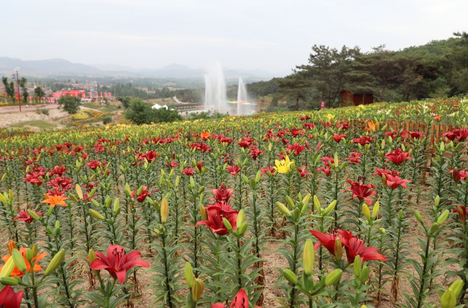 怒放新泰百合节婚礼与花海的浪漫邂逅