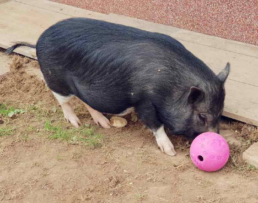 宠物猪看上去憨态可掬还爱卖萌但是饲养之前一定要做好心理准