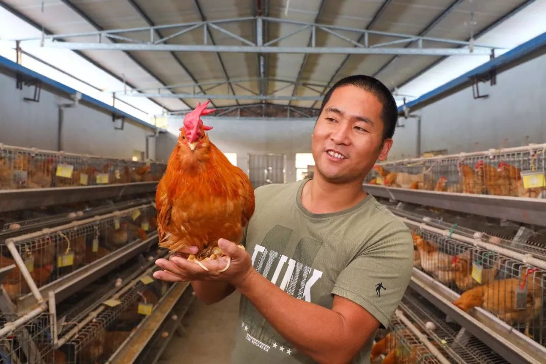 出道即巅峰藏于深山200年的武平象洞鸡霸气登上学习强国