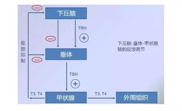 臨床上,抗甲亢的病人在最開始服用丙硫氧嘧啶或甲巰咪唑等抗甲亢藥物