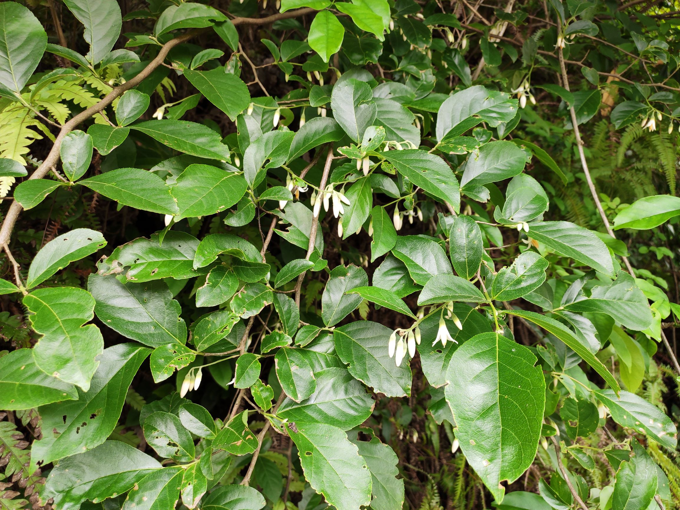 青竹竿十八节长到老死没有叶来猜猜是什么植物