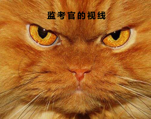 萌猫高能搞笑表情包高考来了