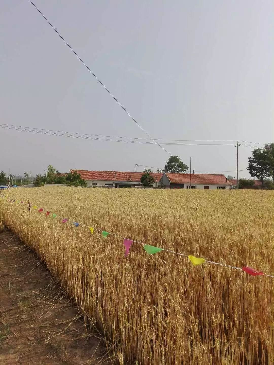 这是谁家的网线耽误农民伯伯收麦子啦