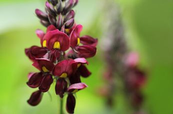 端午节挂黄葛藤是客家地区的传统习俗.