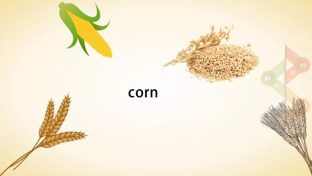玉米英语单词图片