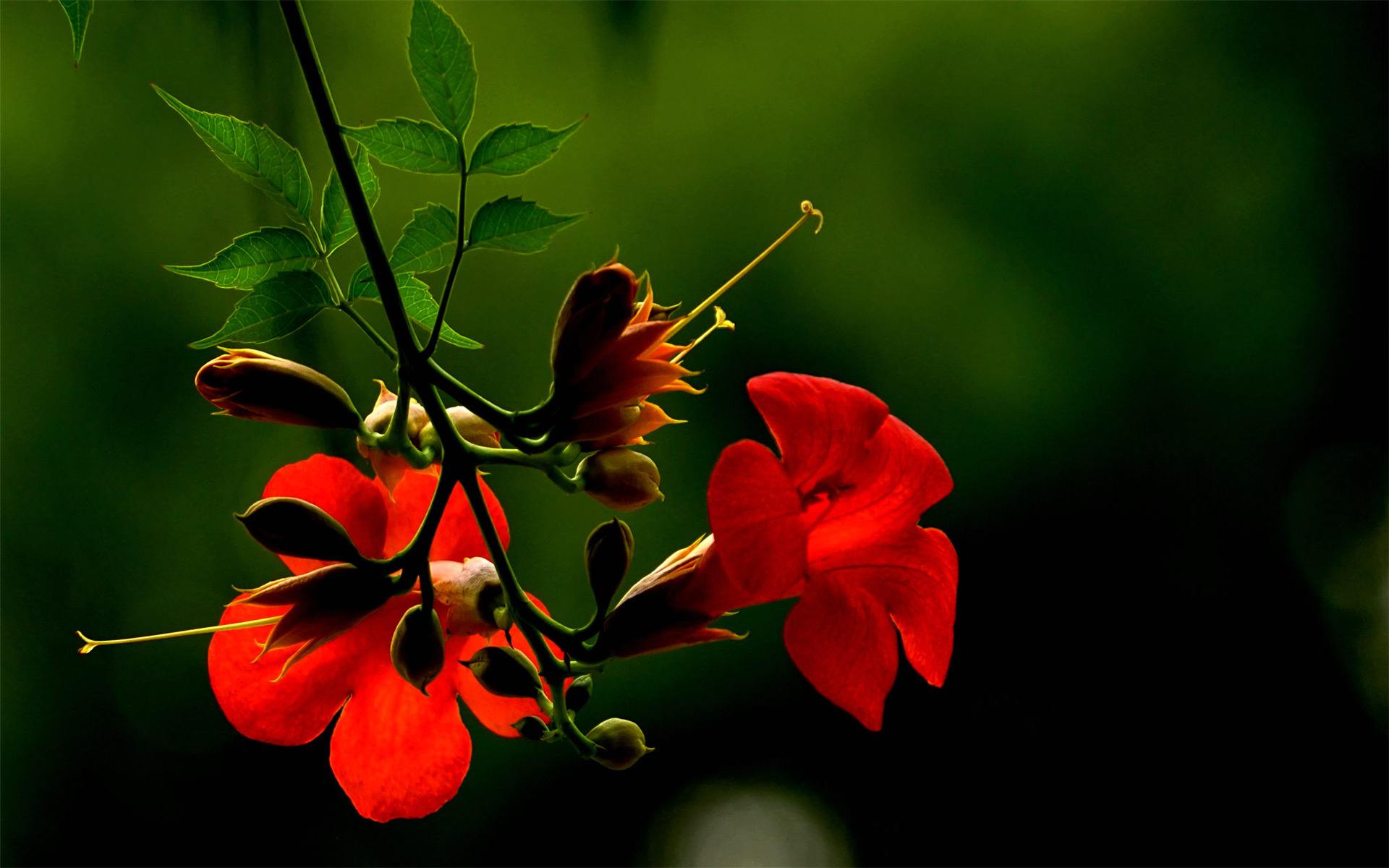 凌霄花诗句(李白凌霄花诗句)