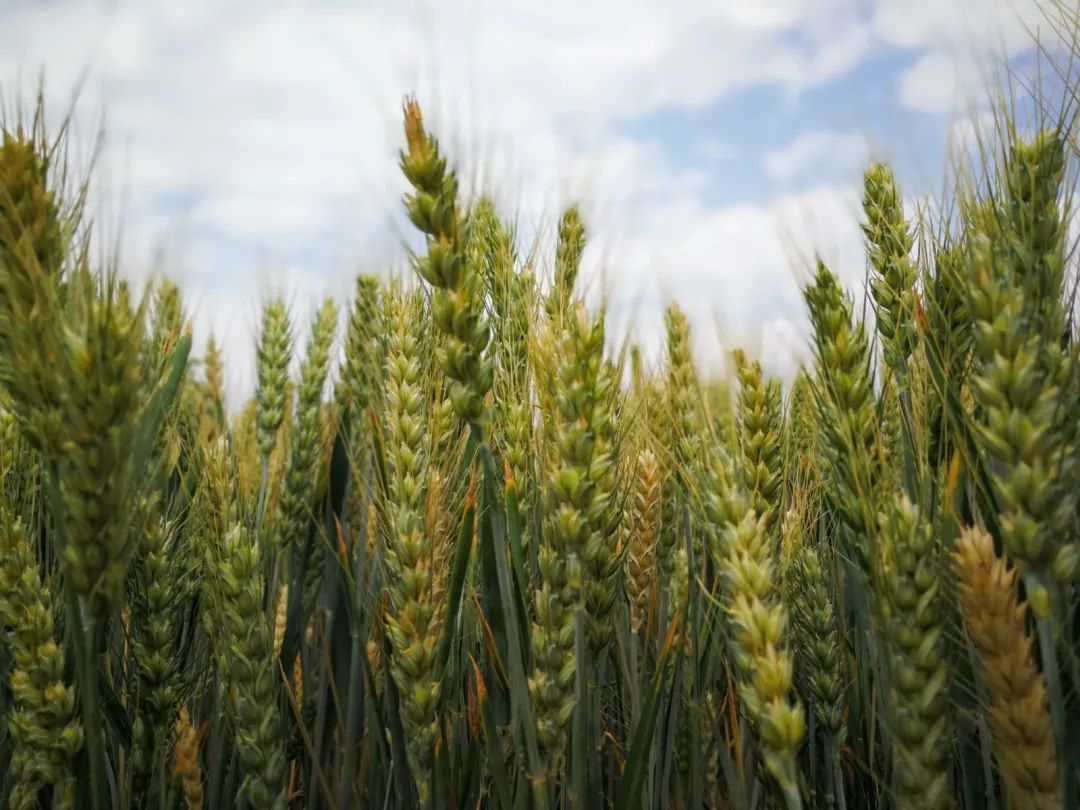 寻味昌邑之青麦仁.