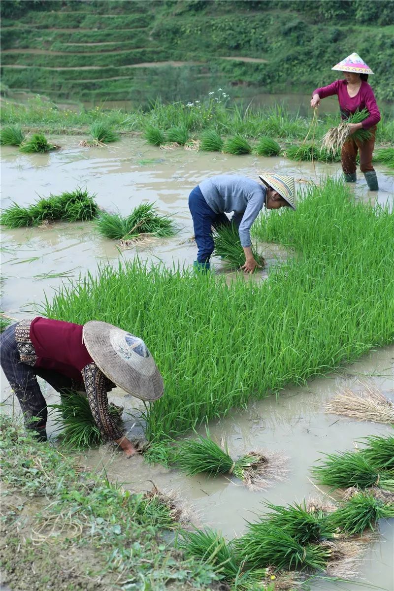 玉屏:芒种至 农民劳作忙