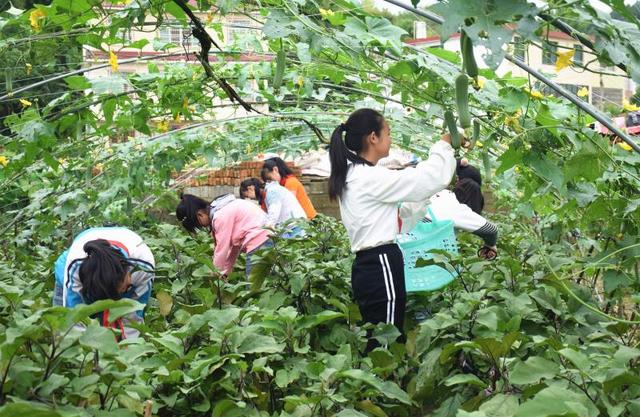 通过此次"开心菜园"采摘,同学们既了解了许多蔬菜