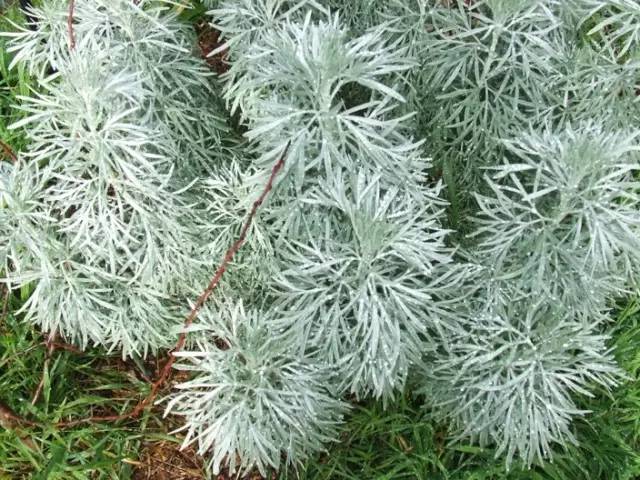 金屬色原產地:東亞關於他的鬼燈檠鬼燈檠是一種喜溼潤,多年生植物,有