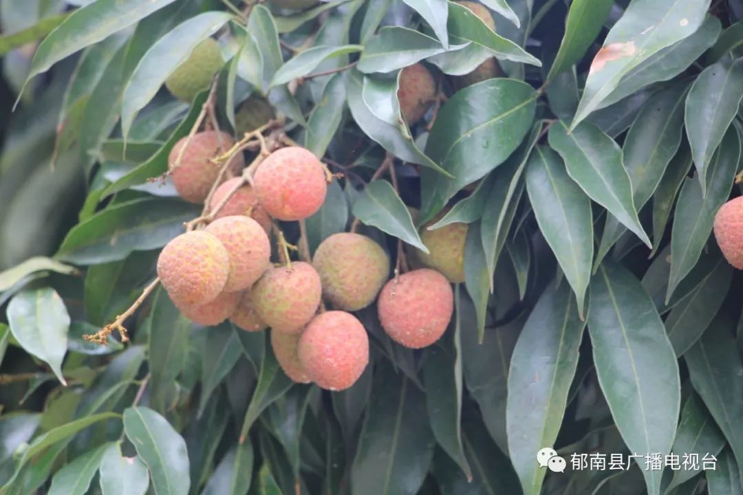 荔枝叶子图片大全,不同荔枝品种叶子图片,桂圆叶子(第12页)_大山谷图库