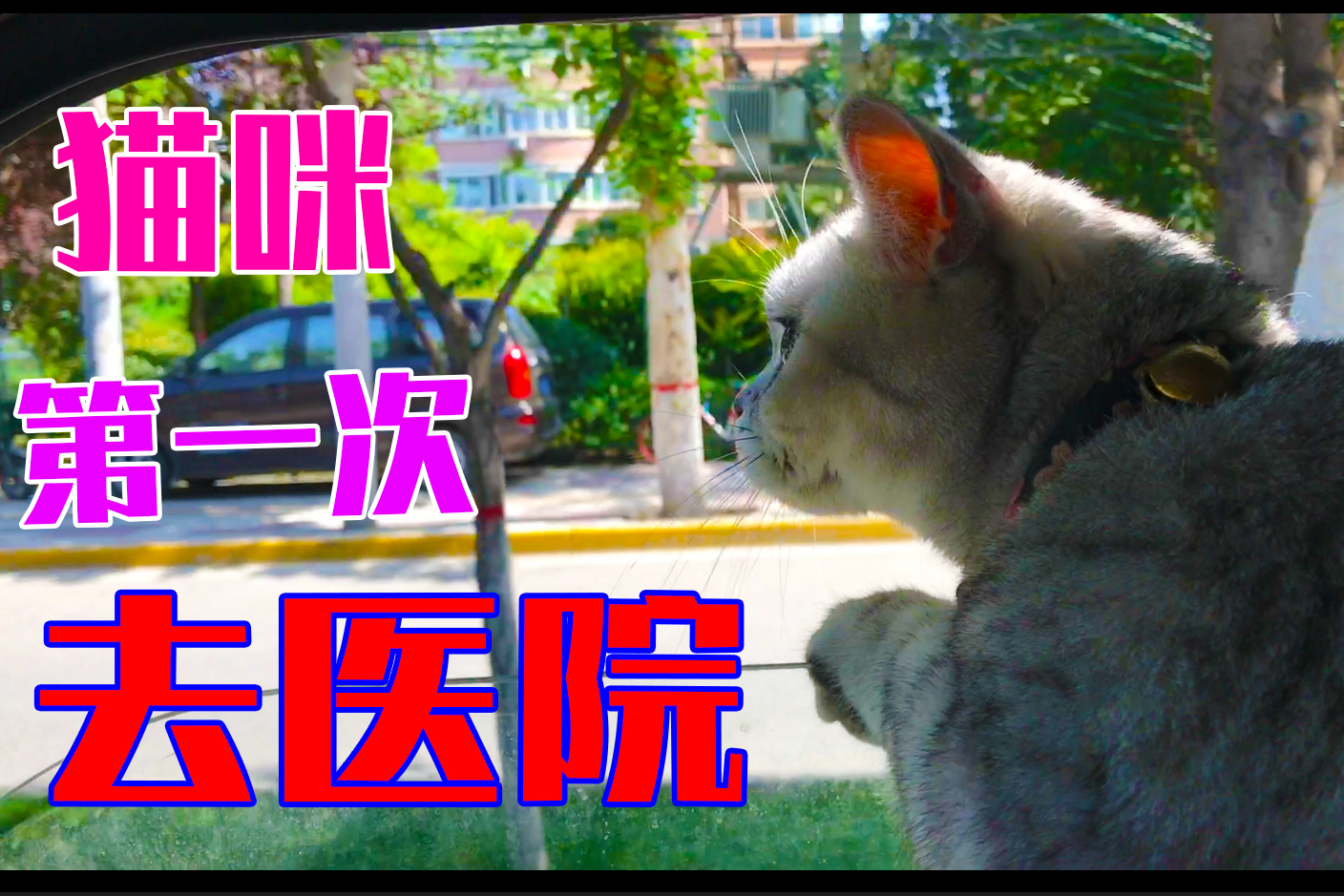 喵log猫咪生病第一次去医院
