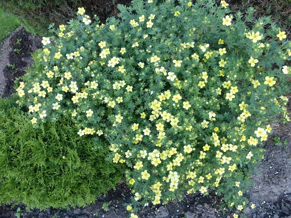 适合养在北方干燥凉爽处的金露梅,花朵看着就惹人喜欢