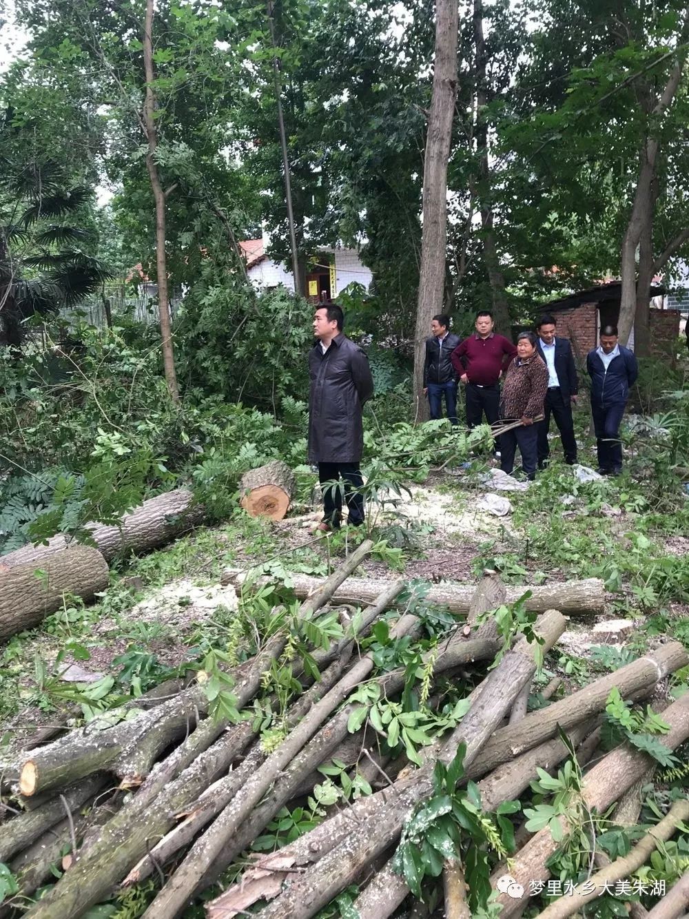 绛县南樊镇史村砍树图片