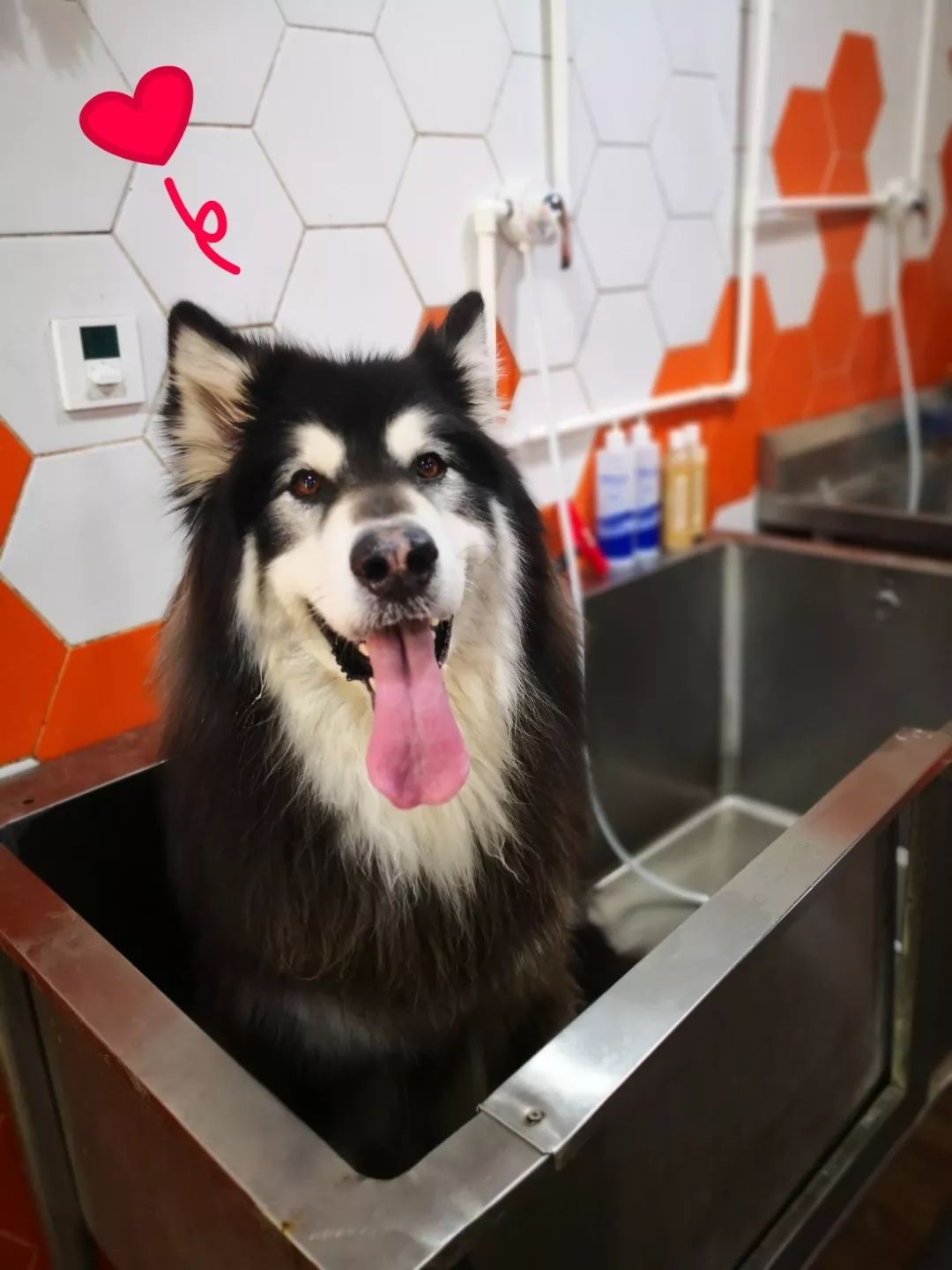 美容spa咬咬牙可以有小型犬就不说了定期做个spa护理很轻松大型犬
