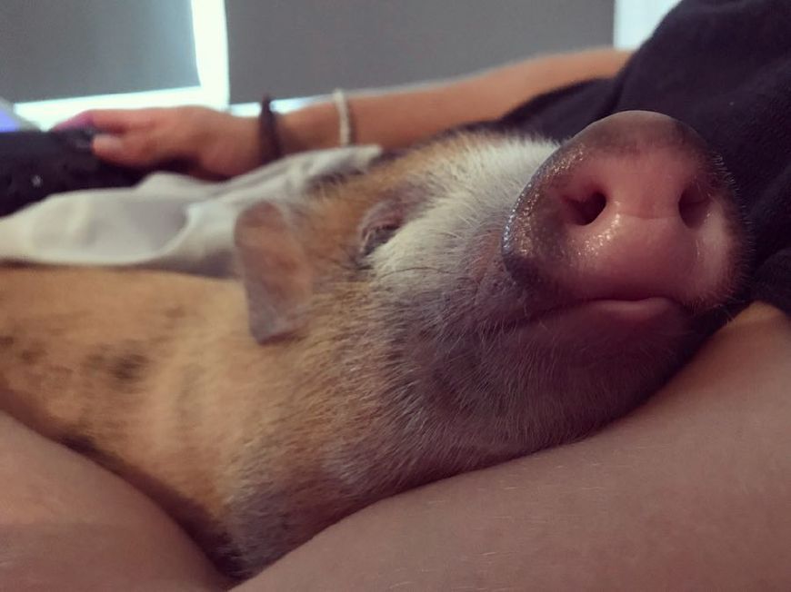 宠物猪看上去憨态可掬还爱卖萌但是饲养之前一定要做好心理准